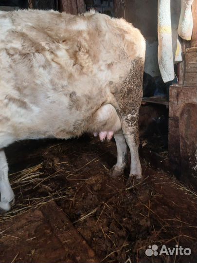 Коровы дойные молочные