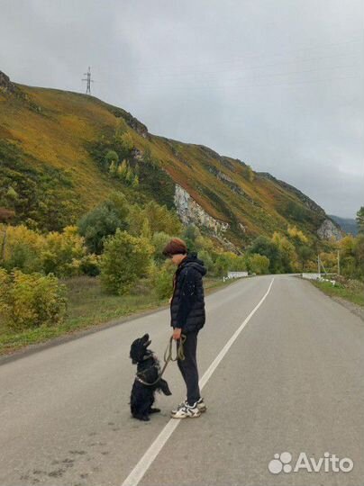 Услуги кинолога. Дрессировка собак