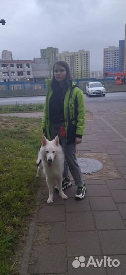 Выгульщик собак