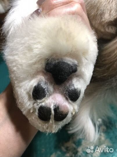 Стрижка животных