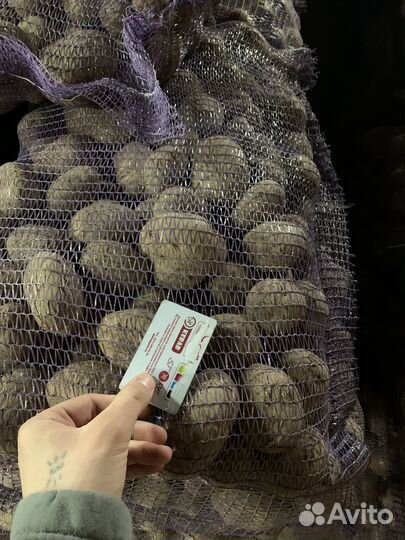 Продам картофель оптом