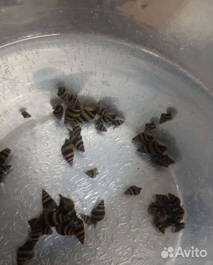 Улитка хелена (хищные )