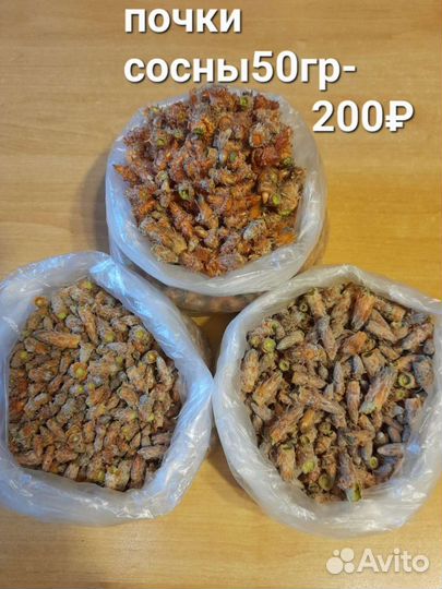 Почки сосны