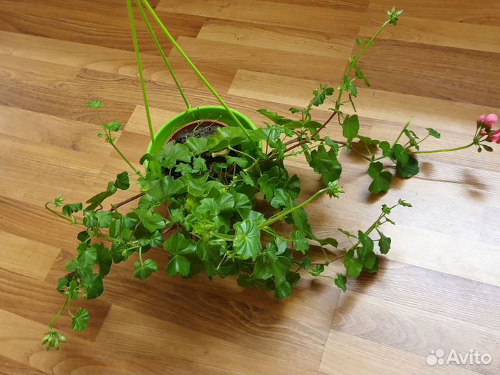 Пеларгония сортоая