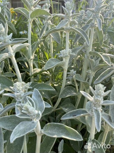 Чистец (ослиные ушки) многолетние цветы