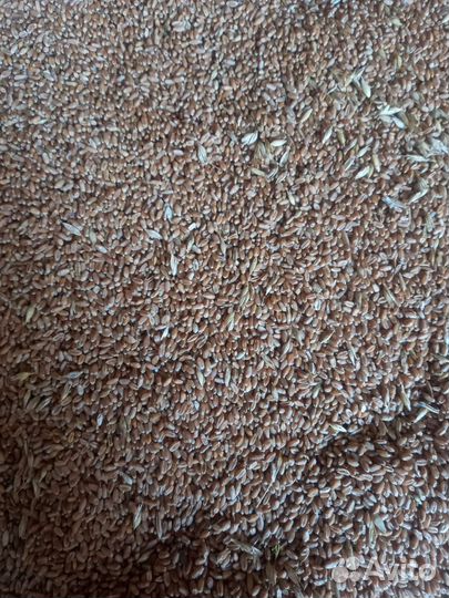 Зерно овес, пшеница, ячмень