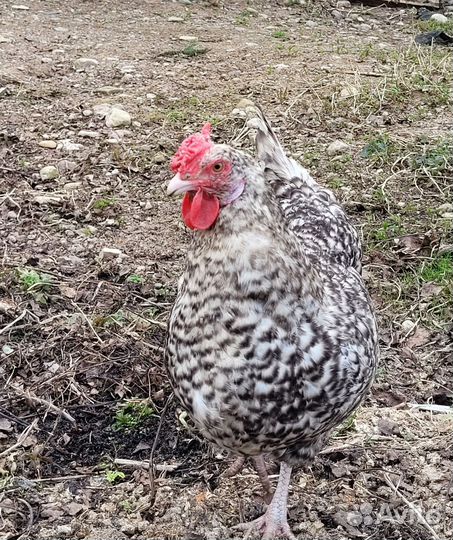 Инкубационное яйцо породных кур