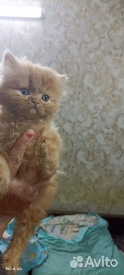 Флеппинги Котята