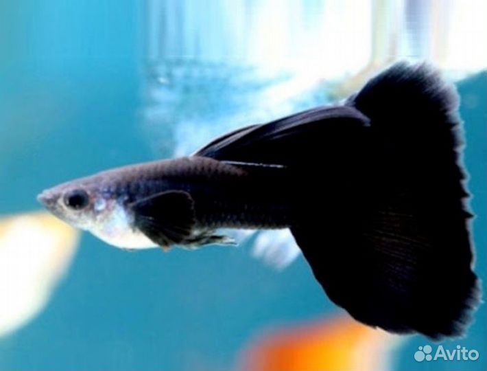 Аквариумная рыбка Гуппи чёрные