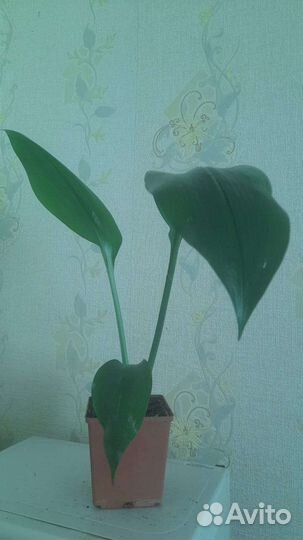 Комнатные растения