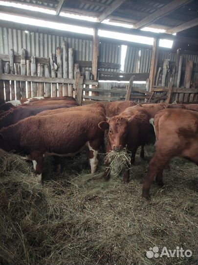Продажа телят