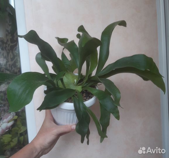 Папоротник Платицериум