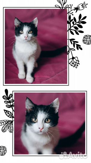 Котенок в добрые руки