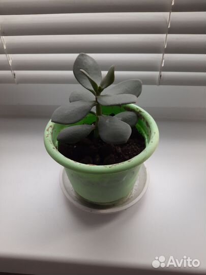 Толстянка денежное дерево