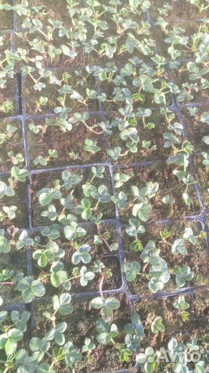 Клубника рассада