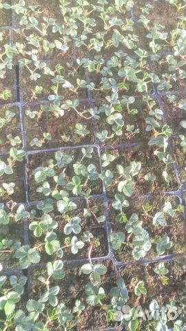 Клубника рассада