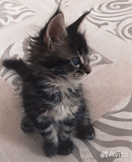 Котята мейн-кун