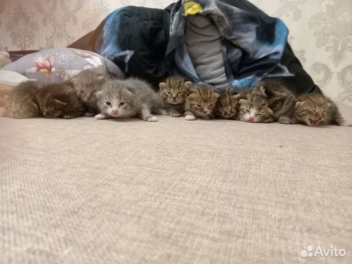 Милые котята в хорошие и надёжные руки