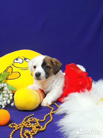 Джек Рассел терьер милая красотка