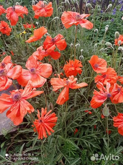 Мак декоративный