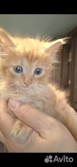 Отдам в добрые руки котенка Тошку