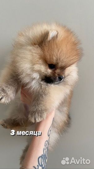 Померанский шпиц мини микро