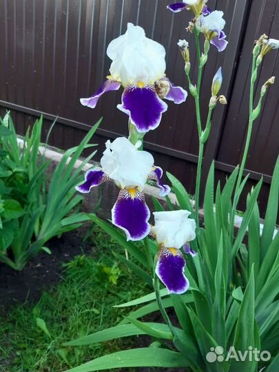 Цветы садовые