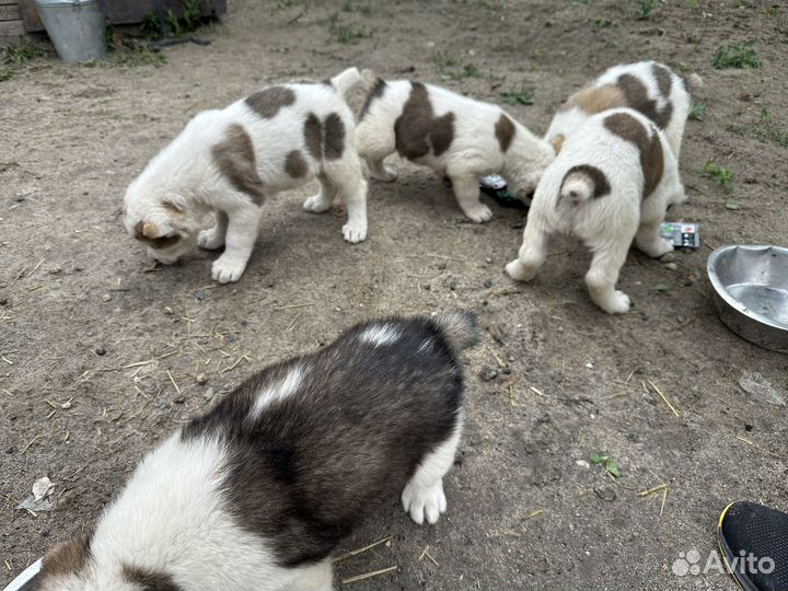 Среднеазиатская овчарка алабай щенки