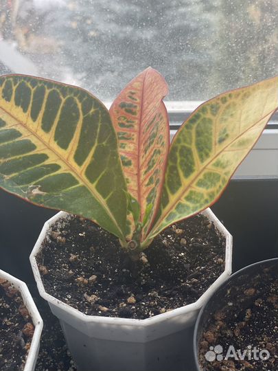 Драцена, кодиеум, шефлера, папоротник, крассула