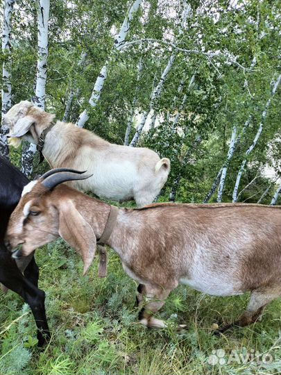 Козочка нубийская