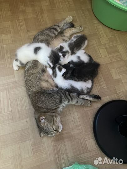 Отдам в добрые руки