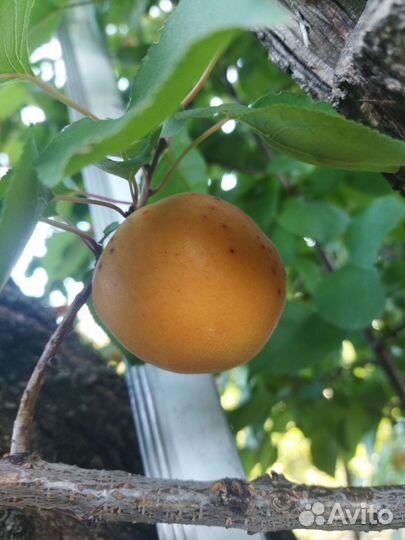 Абрикос