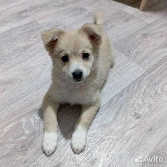 Щенок в добрые руки (мальчик)