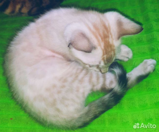 Бенгальские котята