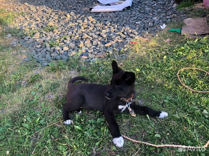 Собака в добрые руки отдам бесплатно щенок