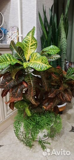 Комнатные растения