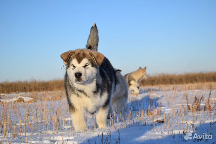 Щенки маламута