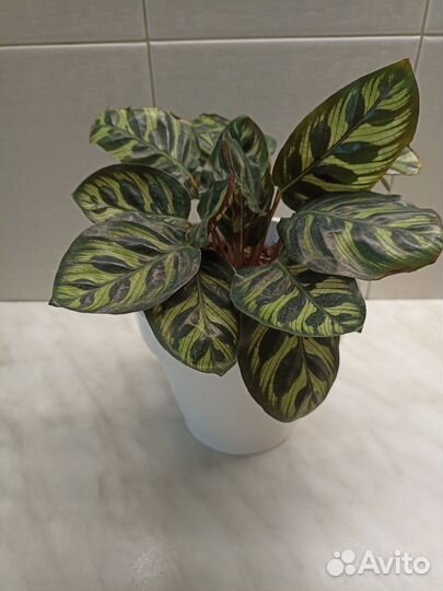 Калатея Макоя