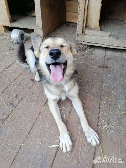 Агата ищет дом