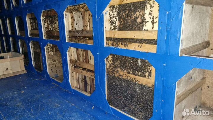 Павильон для пчел