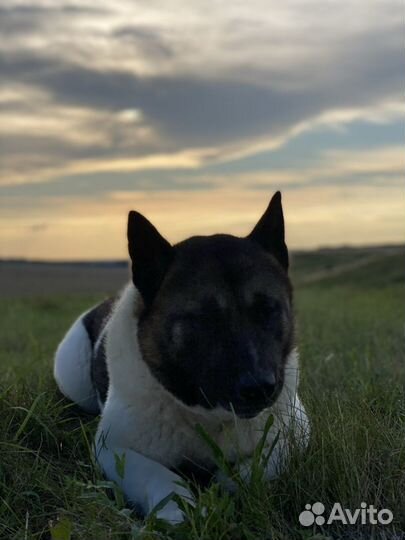 Американская акита вязка