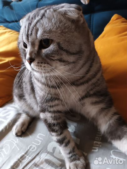 Вязка с вилоухим Шотландским котом