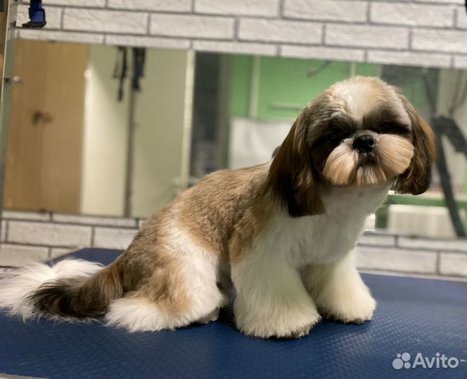 Професиональный груминг в зоосалоне