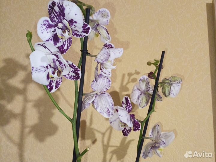 Орхидея фаленопсис бабочка Марракеш