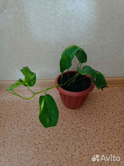 Сциндапсус