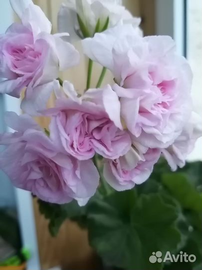 Пеларгонии сортовые