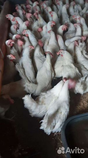 Куры несушки