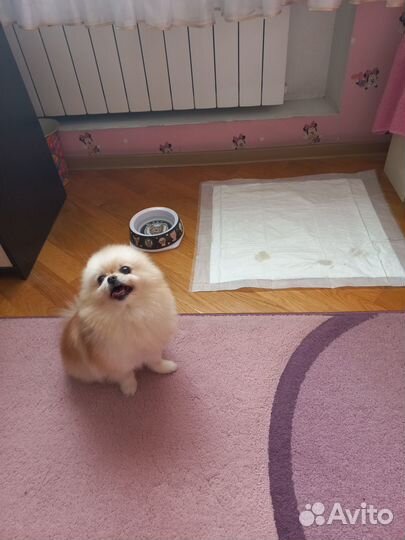 Гостиница для собак