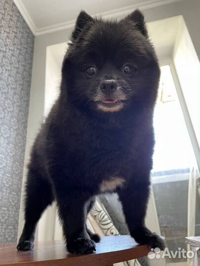 Стрижка собак и кошек Грумер