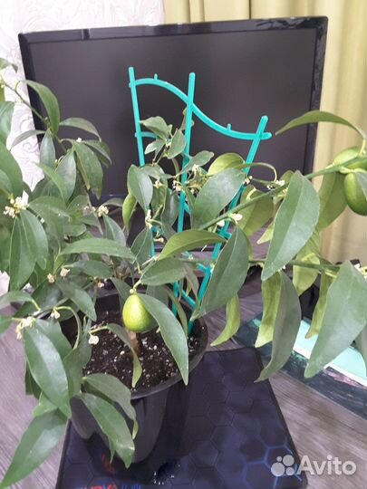 Черенки кумквата Маргарита под срез